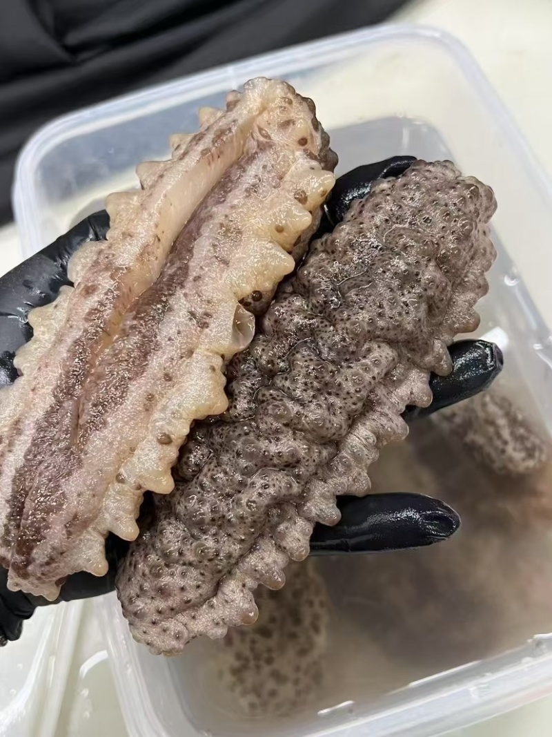 南美参古巴参海参墨西哥刺参肥子海参淡干货肉质肥厚酒店食材