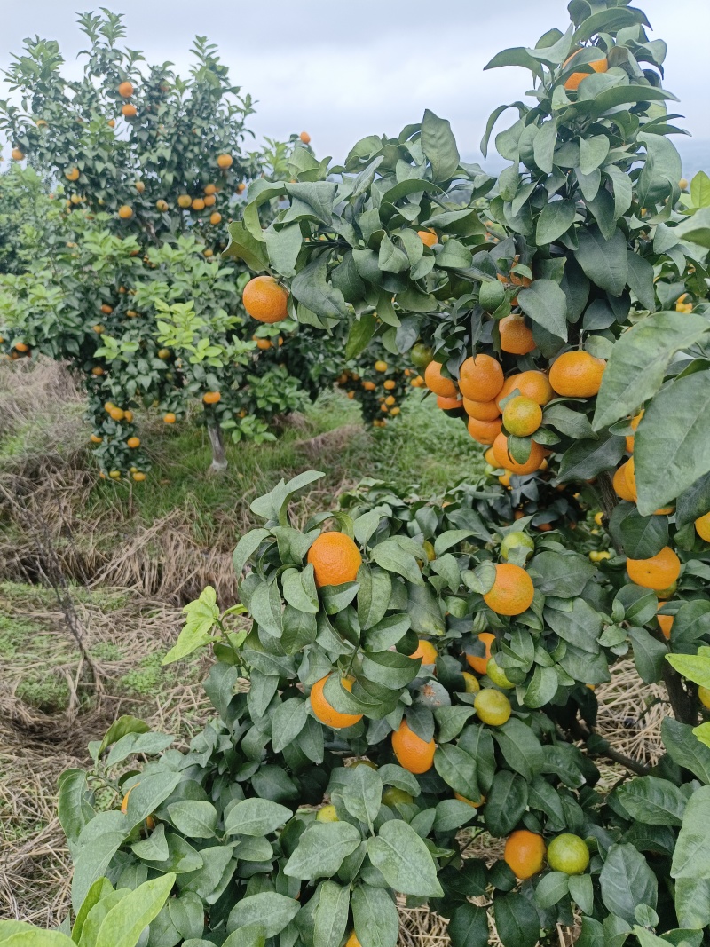 金秋砂糖橘，大量上