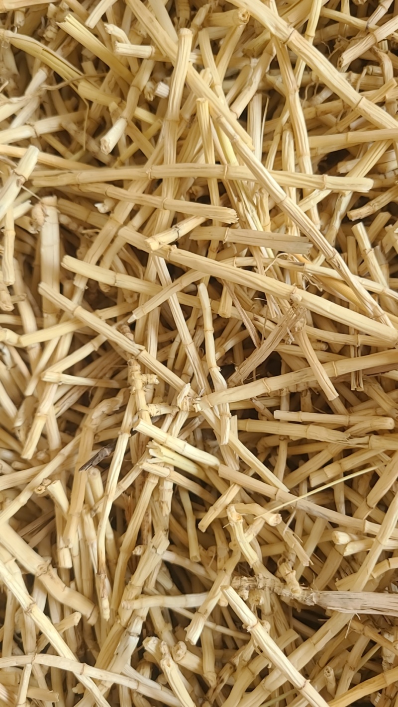 河北产地白茅根段含量高，足干，色泽白这是新货