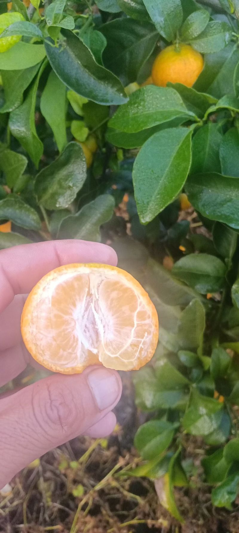 金秋沙糖桔