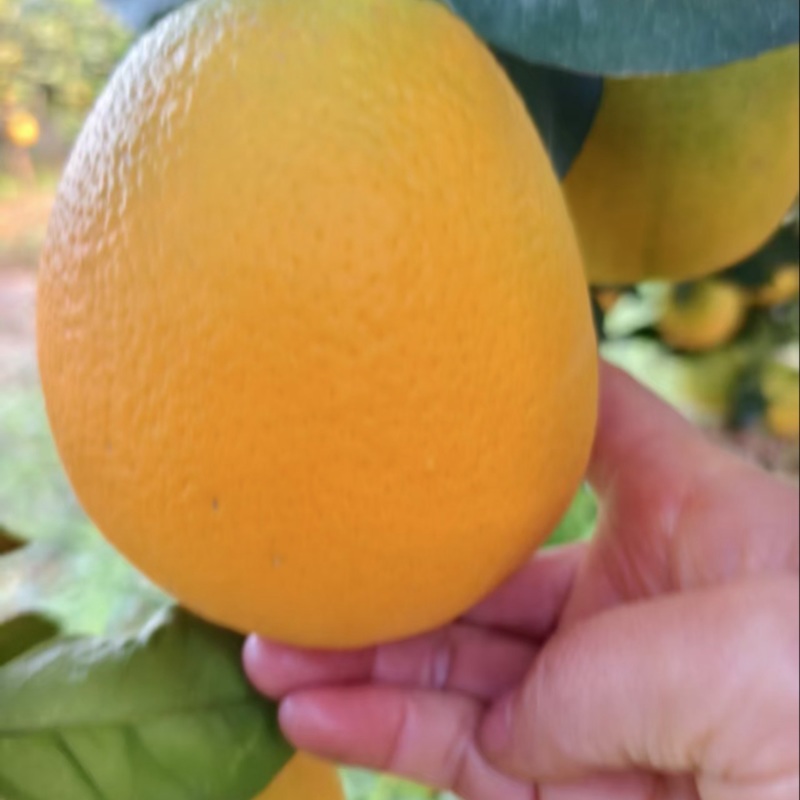 纽荷尔脐橙果面干净颜色火红看园采摘