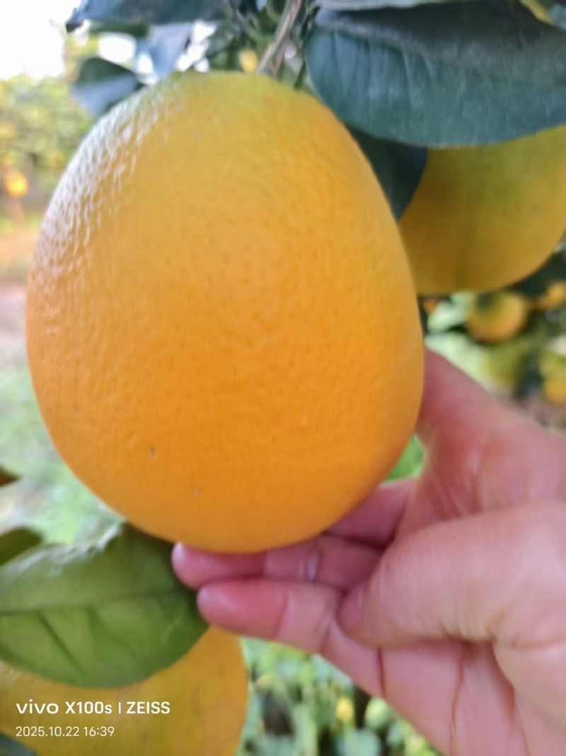 纽荷尔脐橙果面干净颜色火红看园采摘