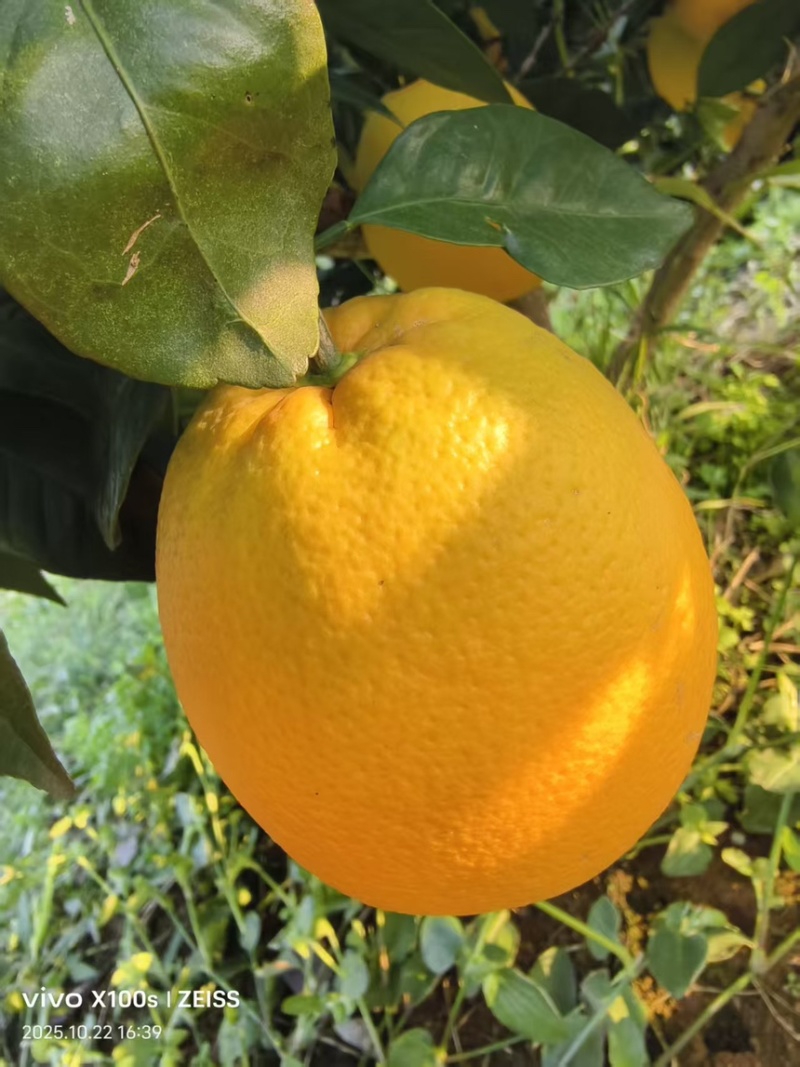纽荷尔脐橙果面干净颜色火红看园采摘