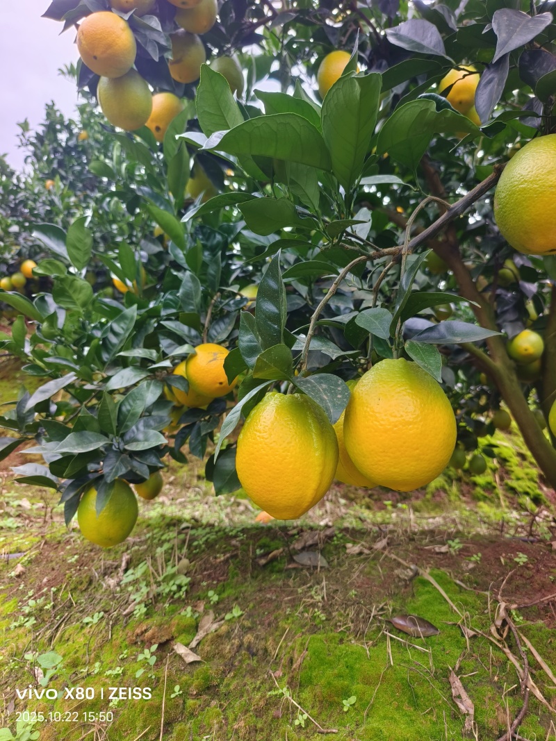 纽荷尔脐橙