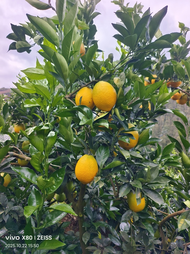 纽荷尔脐橙
