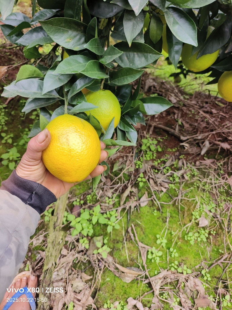 纽荷尔脐橙
