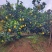 纽荷尔脐橙