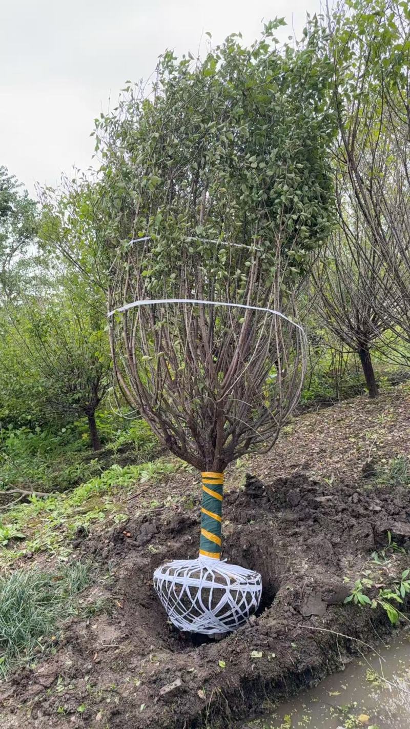 红梅D10cm、D12cm基地有量，欢迎来一亩田订购。