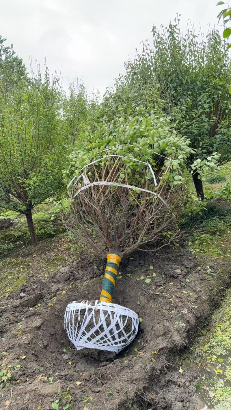 红梅D10cm、D12cm基地有量，欢迎来一亩田订购。