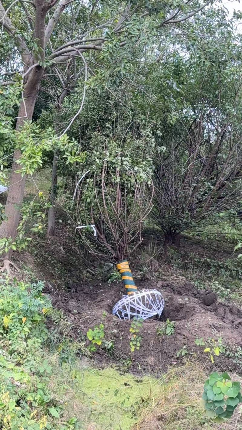 红梅D10cm、D12cm基地有量，欢迎来一亩田订购。