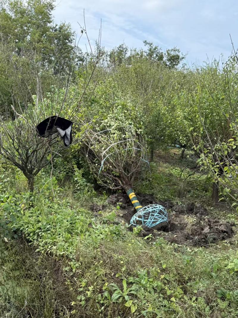 红梅D10cm、D12cm基地有量，欢迎来一亩田订购。