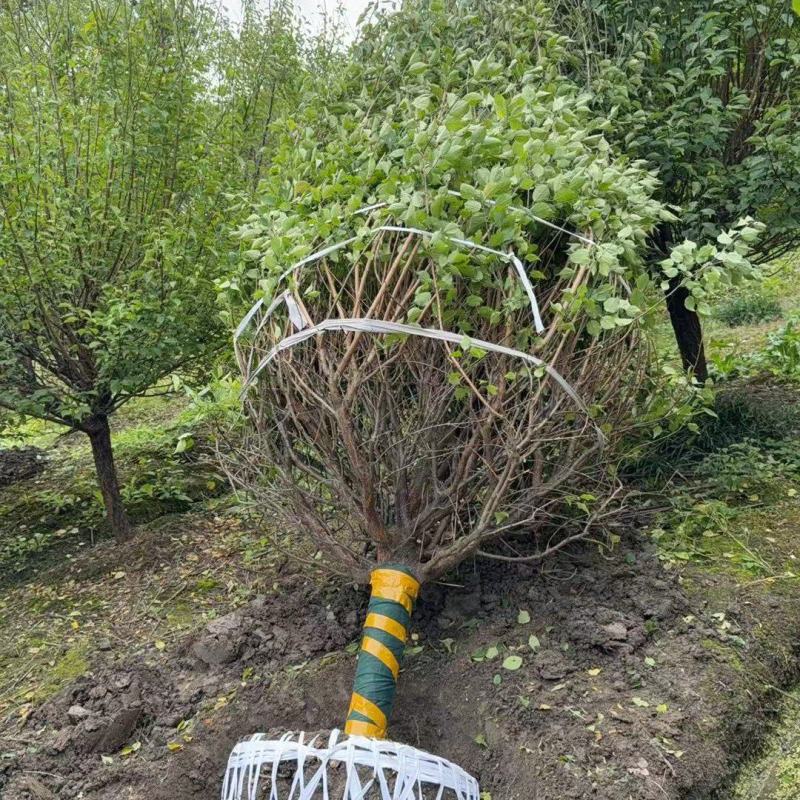 红梅D10cm、D12cm基地有量，欢迎来一亩田订购。