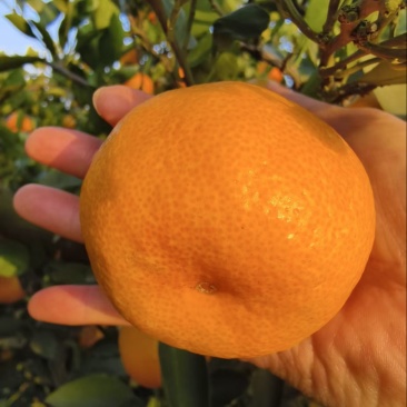 蜜桔、湖北特早蜜桔、无籽化渣、口感甜、果园直发