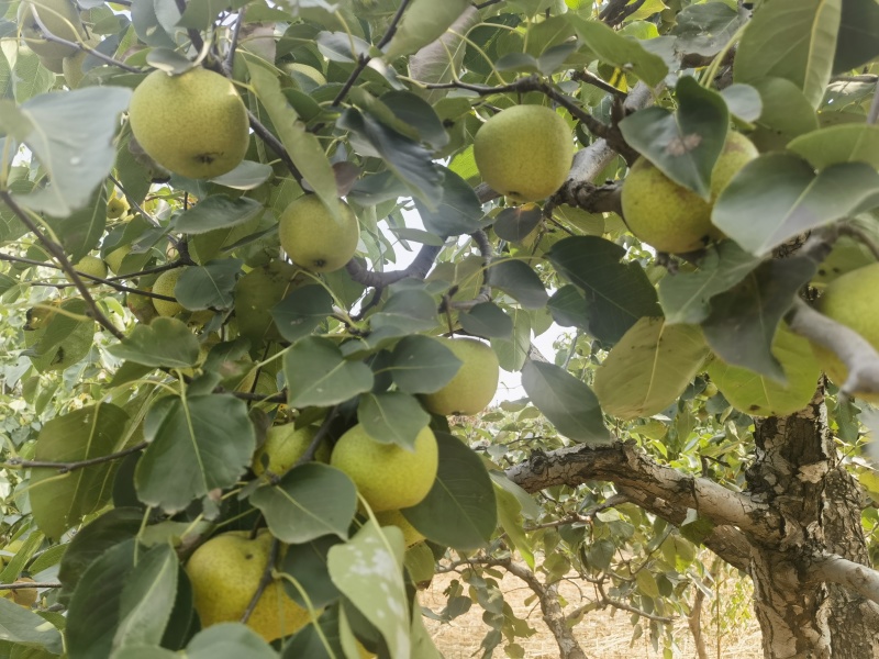山坡细皮酸梨水果