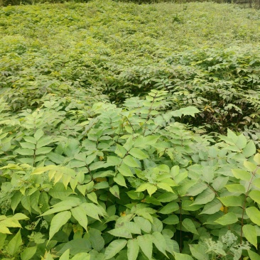 漆树苗大木漆小木漆土漆树基地直销量大
