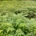 漆树苗大木漆小木漆土漆树基地直销量大