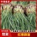 甘肃省天水市精品红根蒜苗根红叶绿大量有货产地直发欢迎联系