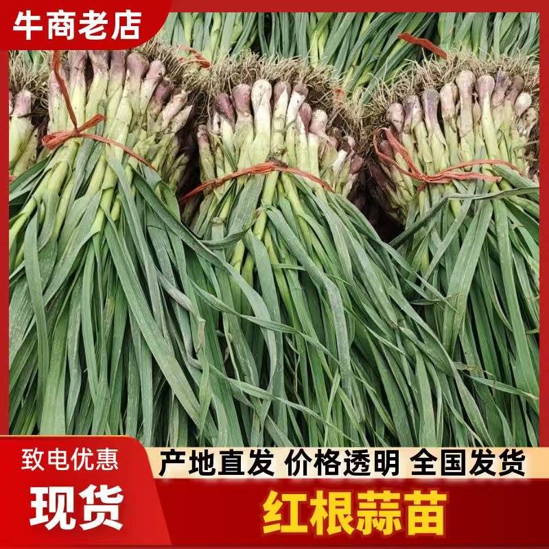 甘肃省天水市精品红根蒜苗根红叶绿大量有货产地直发欢迎联系