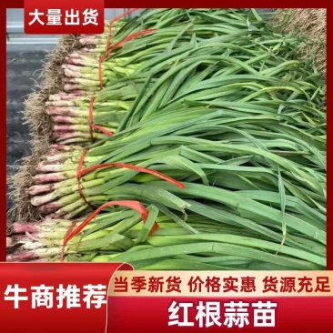 精品红根蒜苗产地发货根红叶绿，粗细均匀需要的老板一亩田联