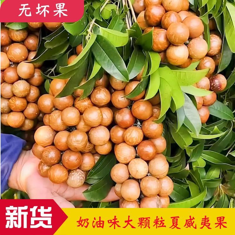【热卖】夏威夷果2025年当季精品大果商超货源