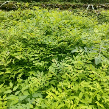 基地直供量大厚皮川黄柏树苗