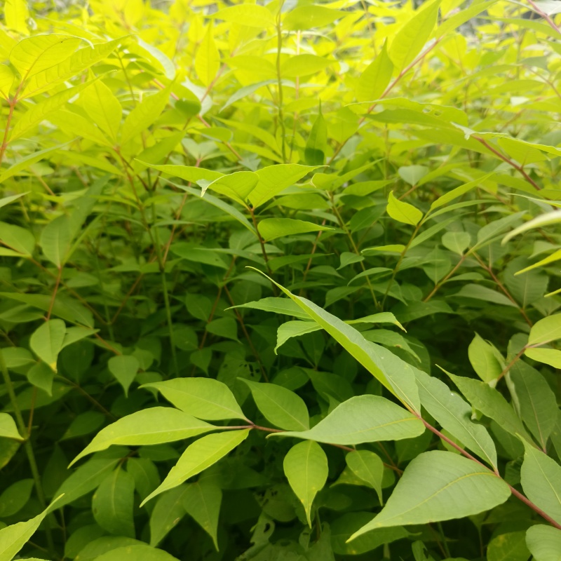 基地直供量大厚皮川黄柏树苗