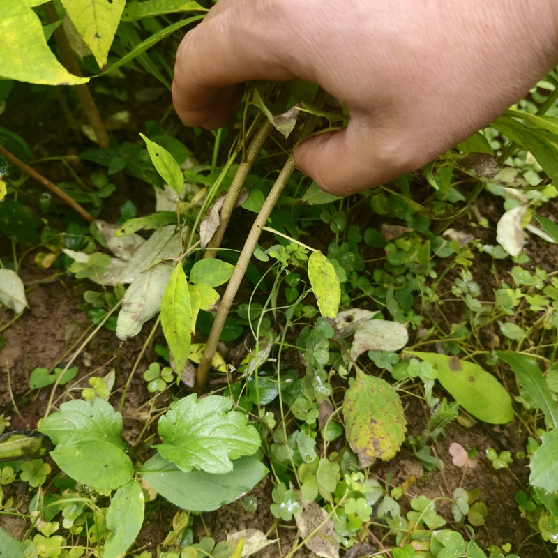 基地直供量大厚皮川黄柏树苗