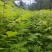 基地直供量大厚皮川黄柏树苗