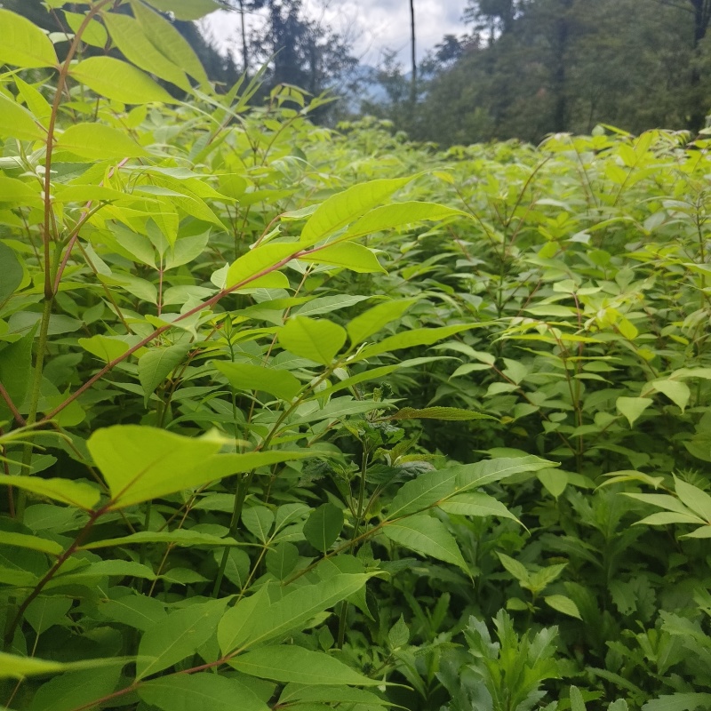 基地直供量大厚皮川黄柏树苗