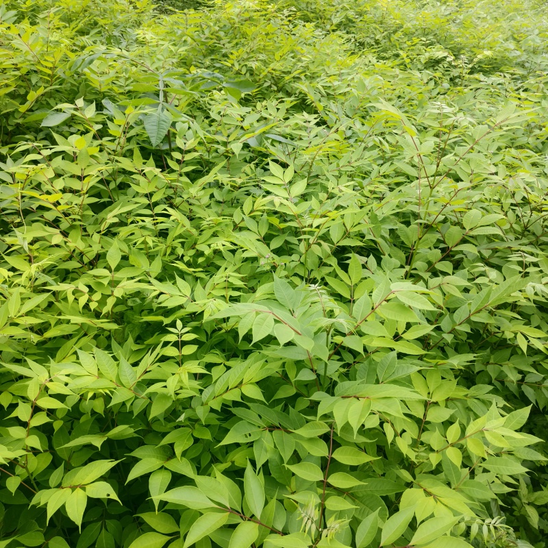基地直供量大厚皮川黄柏树苗