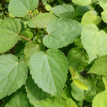 基地直供山桐子树苗桐子树苗量大价优