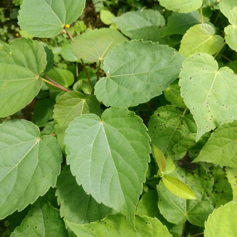 基地直供山桐子树苗桐子树苗量大价优