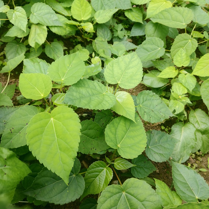 基地直供山桐子树苗桐子树苗量大价优