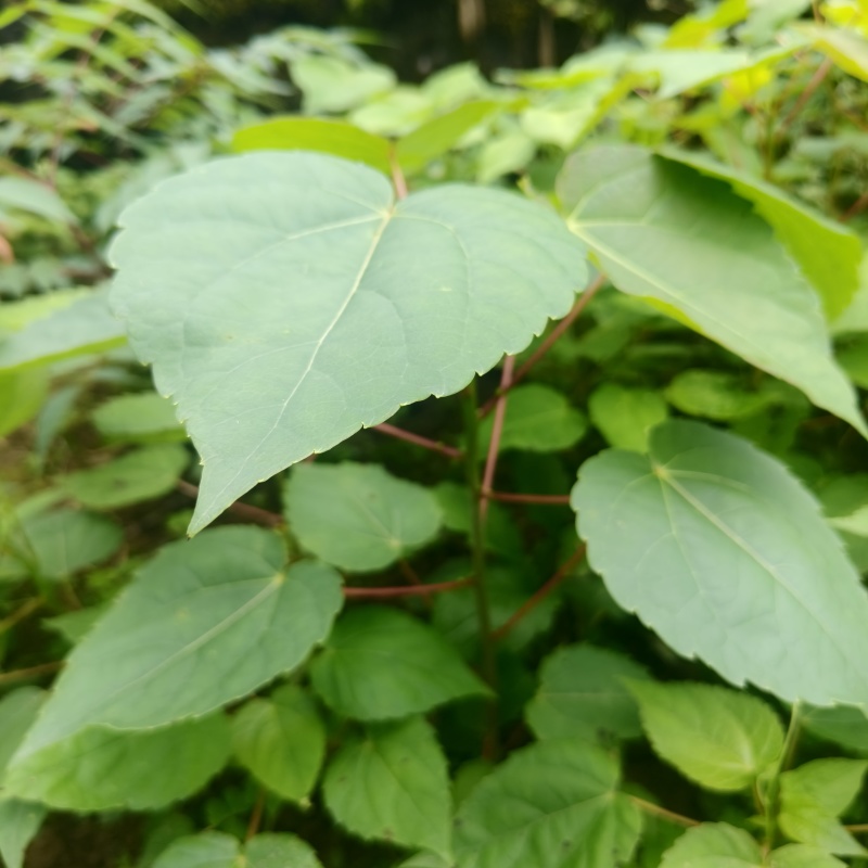 基地直供山桐子树苗桐子树苗量大价优