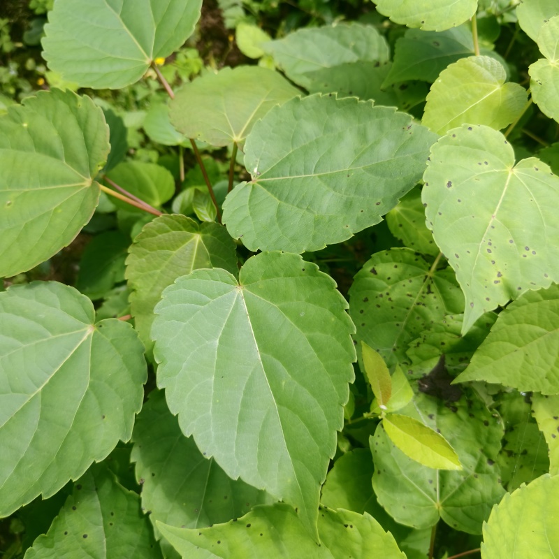 基地直供山桐子树苗桐子树苗量大价优