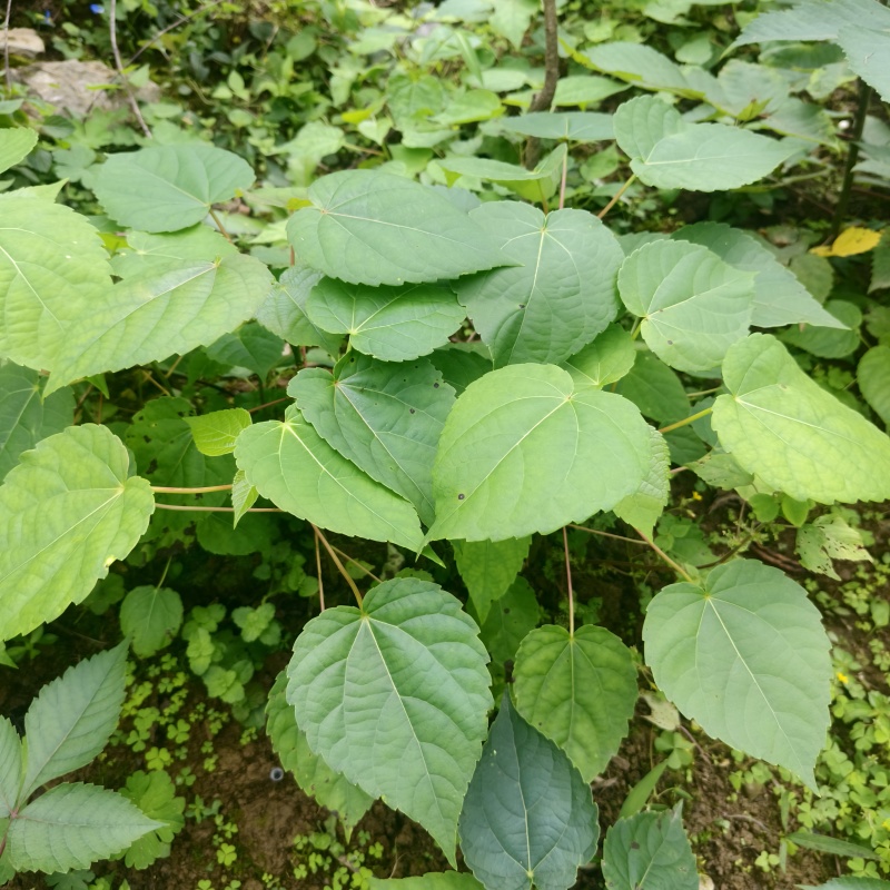 基地直供山桐子树苗桐子树苗量大价优