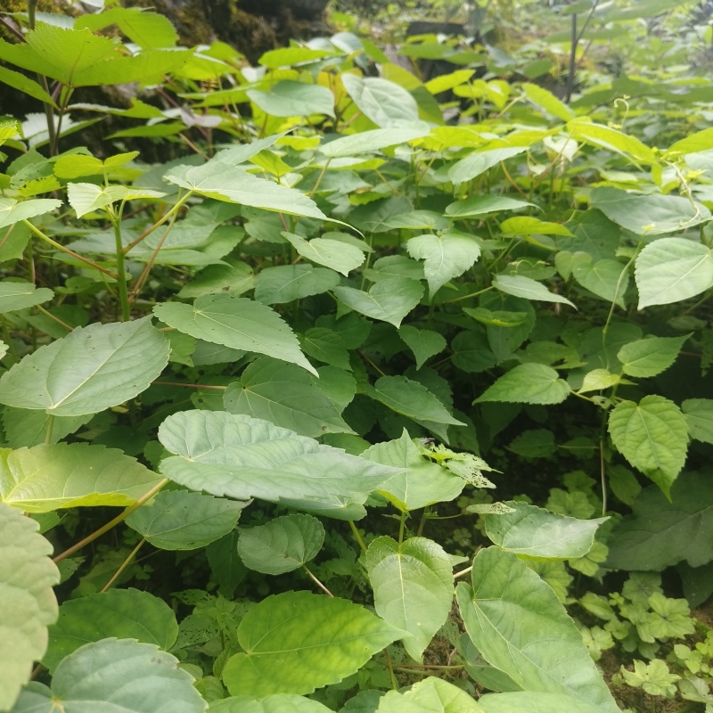 基地直供山桐子树苗桐子树苗量大价优