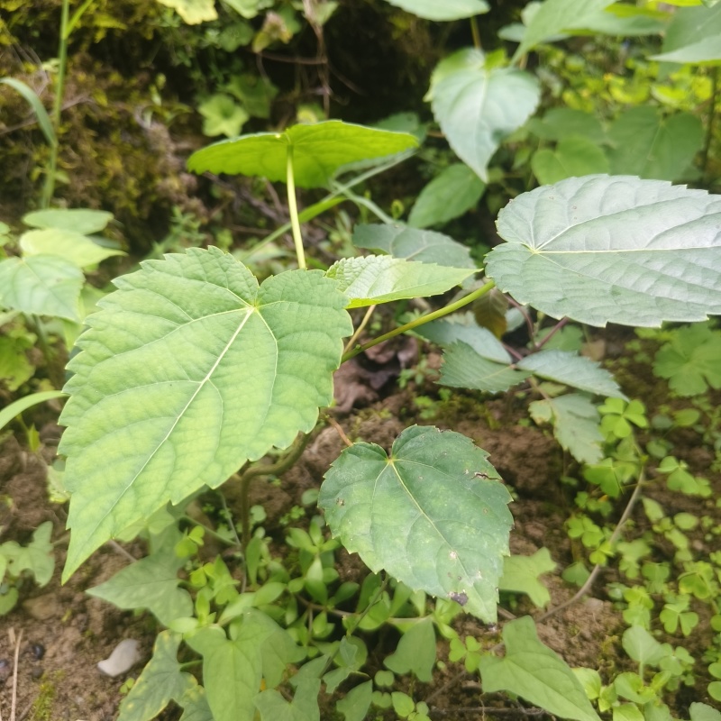 基地直供山桐子树苗桐子树苗量大价优