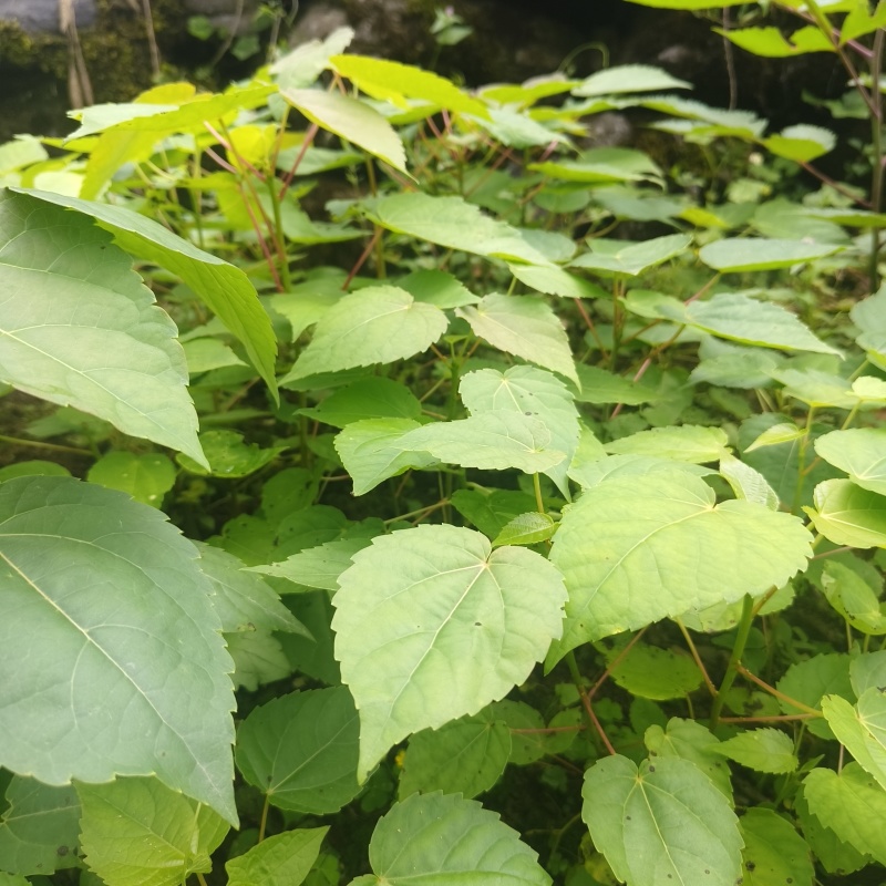基地直供山桐子树苗桐子树苗量大价优