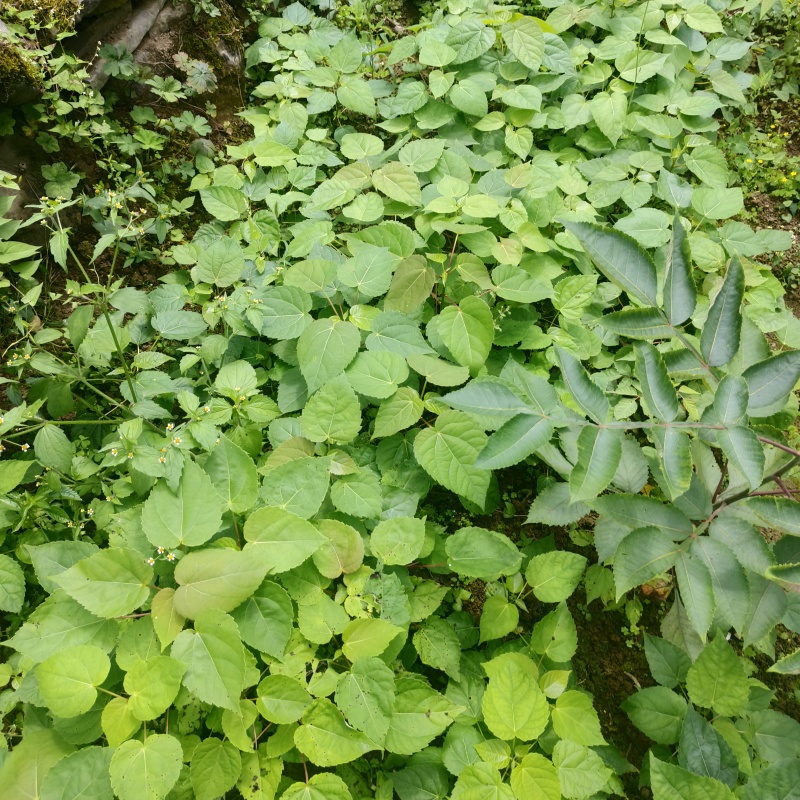 基地直供山桐子树苗桐子树苗量大价优