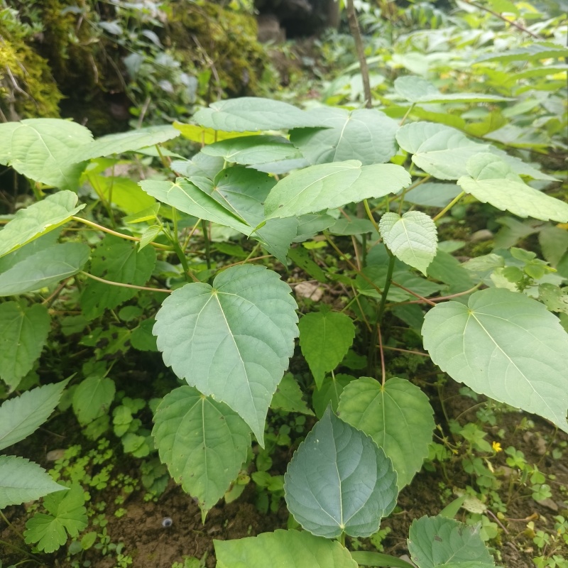 基地直供山桐子树苗桐子树苗量大价优