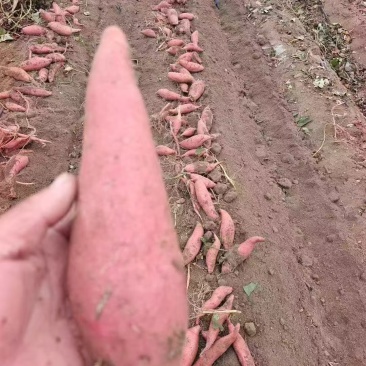 《实力》山东烟薯25/西瓜红/哈密红薯基地直发保质保量
