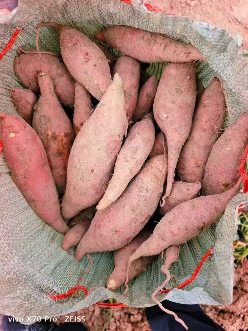 《实力》山东烟薯25/西瓜红/哈密红薯基地直发保质保量