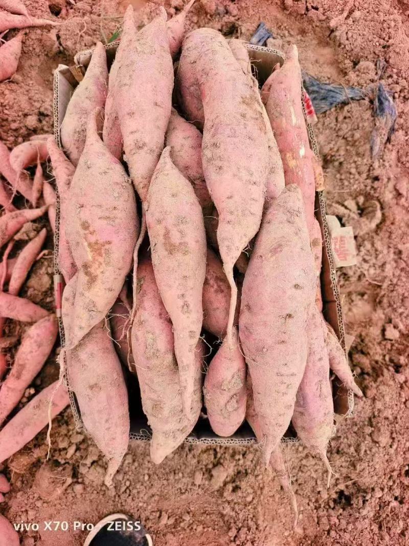 《实力》山东西瓜红大量上市中各种红薯品种齐全货源充足