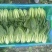 当季小油菜上海青开棚收割，现摘现发，过年不断货，视频看货