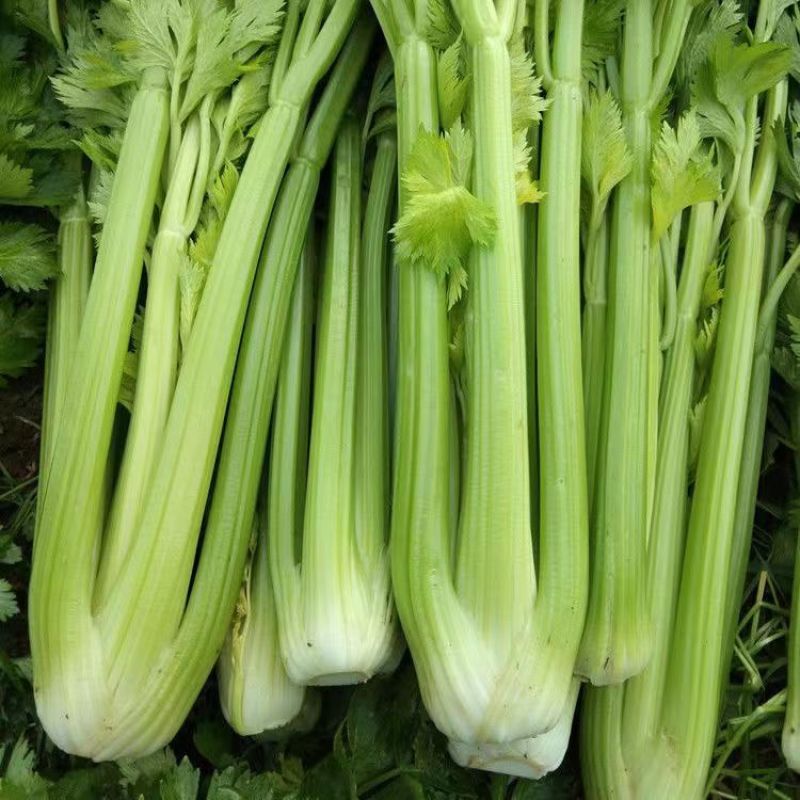 丸粒化西芹种子皇后西芹种籽单粒播种包衣种四季耐热芹菜种子