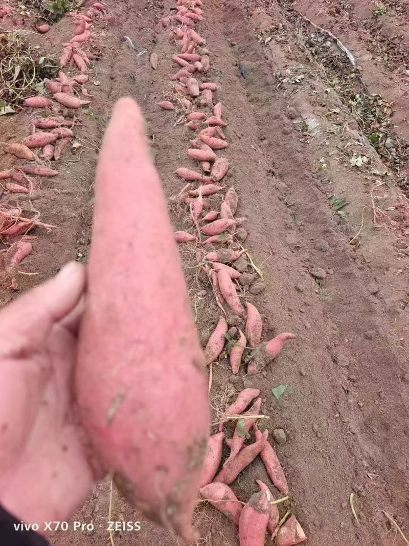 《精选》山东烟薯25/西瓜红/哈密红薯基地直发保质保量