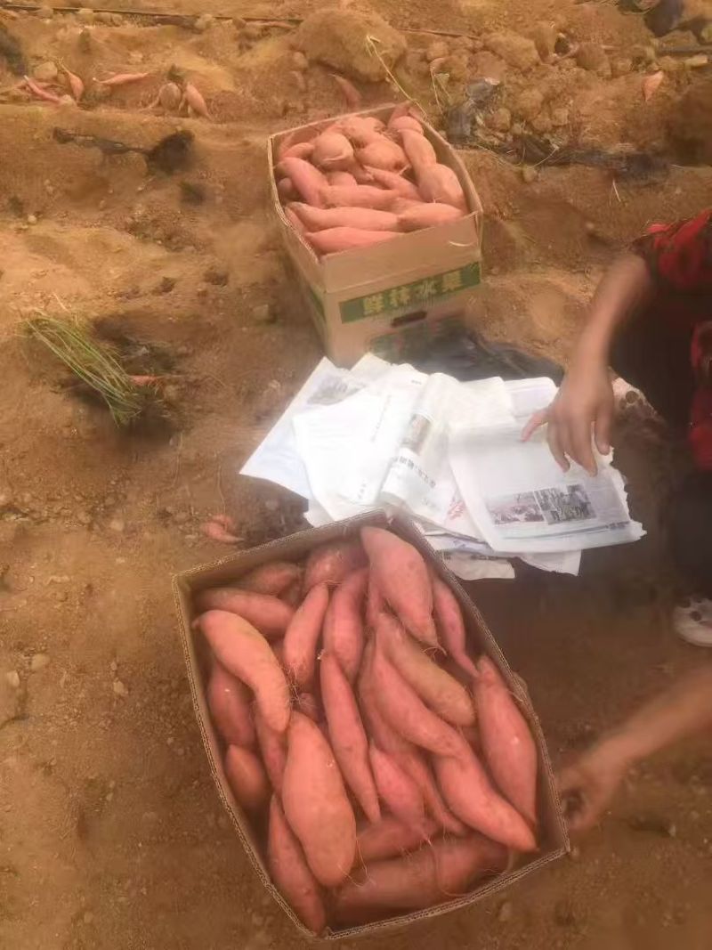 《精选》山东烟薯25/西瓜红/哈密红薯基地直发保质保量