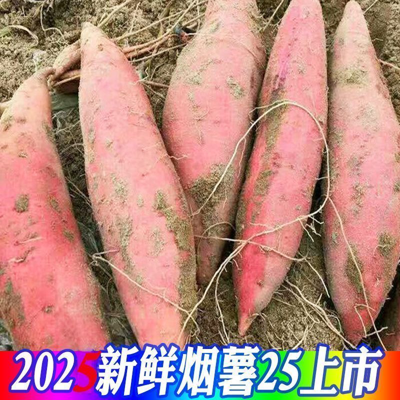 《畅销》山东烟薯25/西瓜红/哈密红薯基地直发一条龙服务