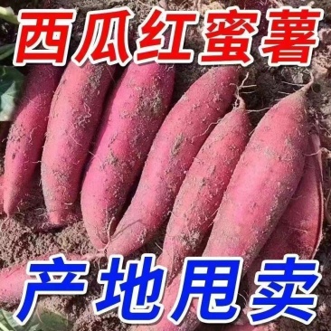 《畅销》山东正宗西瓜红红薯基地直发保质保量一条龙服务